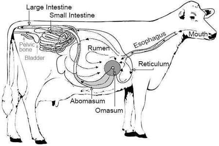 牛胃控制消化过程是什么样的