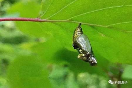 问题破茧成蝶是什么意思