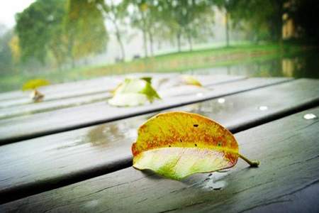 夏天的梦秋天的雨什么意思