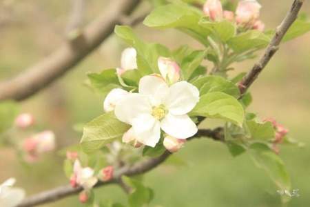 有花没有果什么意思