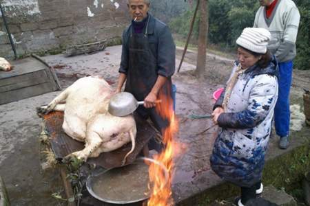 死猪不怕开水烫什么意思