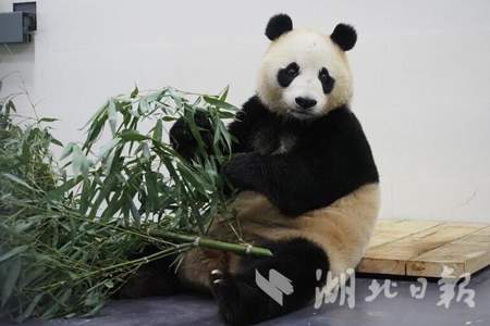 怎么去看熊猫和花