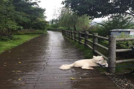 雨中漫步什么意思