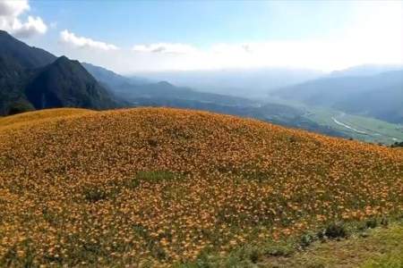 困花海是什么意思