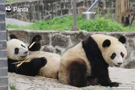 熊猫园怎么卡进去