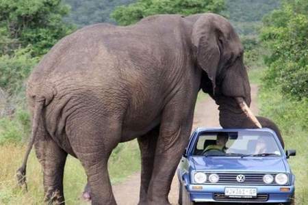 高速牌子上为什么有个大象