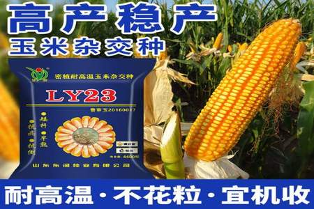 九圣禾2468玉米新品种怎么样