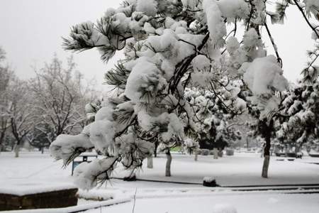 满天的雪花像什么