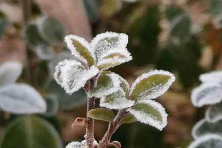 天空下起了雪雪花在空中飞舞扩句