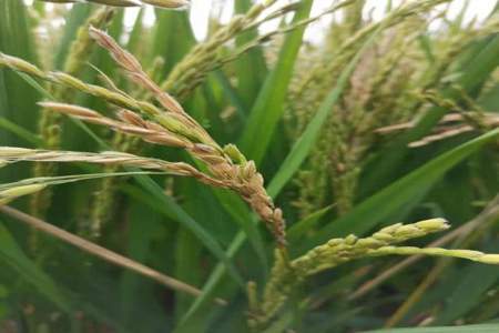 同一品种稻谷为什么有的穗很大