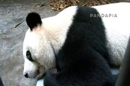 脑筋急转弯大熊猫一生中最大的遗憾是什么