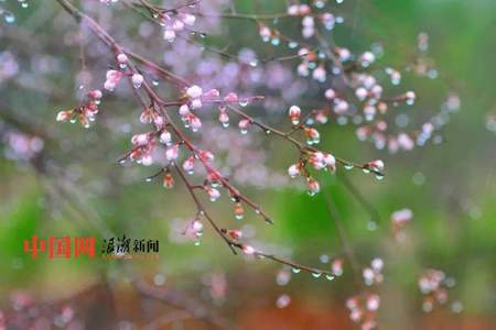 24节气中的春雨是什么