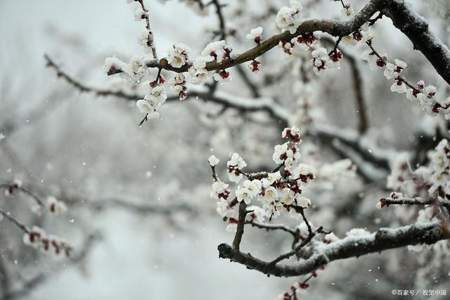 梅须逊雪三分白中的逊是什么意思