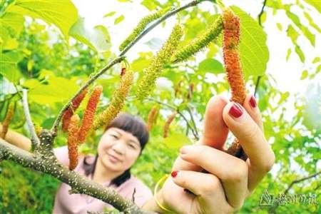 毛毛虫水果种植区域