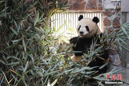 大熊猫繁育研究基地怎么玩