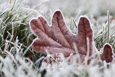 霜降现代七律诗