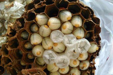为什么蜂巢会长棉虫