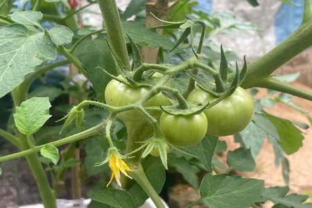 西红柿与什么挨着种植