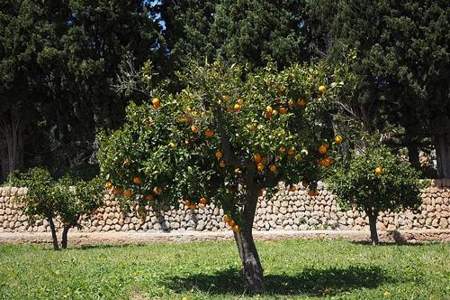 橘子树就像什么