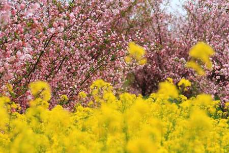 百花齐放春满园的反义词