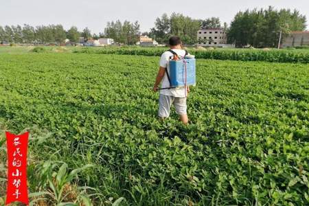 菠菜控旺最佳时间