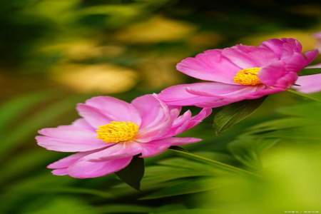 花未开全家月未圆是什么意思