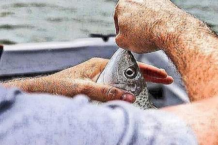 渔夫抓到一条鱼为什么把它放了