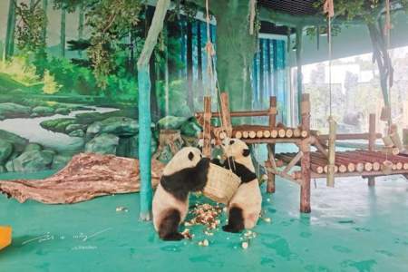 游世界的熊猫基地怎么进