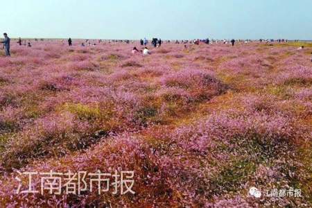 蓼子花最佳观赏点