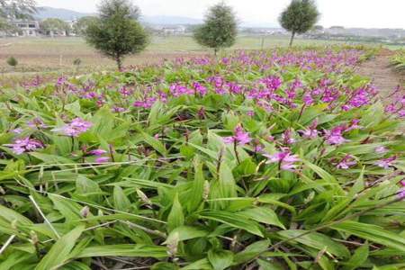 请问白芨种植一年一亩能产多少公斤