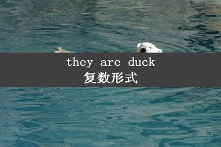 they are duck复数形式