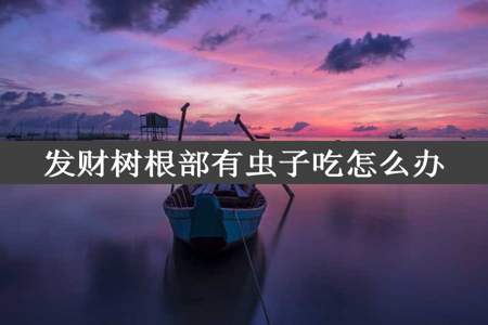 发财树根部有虫子吃怎么办