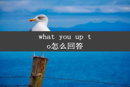 what you up to怎么回答