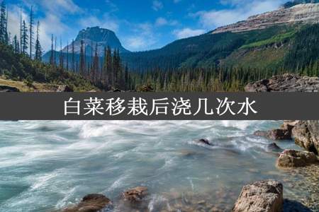 白菜移栽后浇几次水