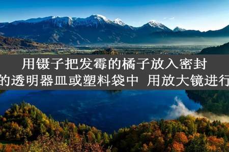 用镊子把发霉的橘子放入密封的透明器皿或塑料袋中 用放大镜进行