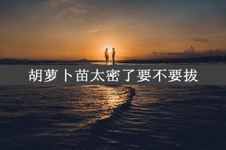 胡萝卜苗太密了要不要拔