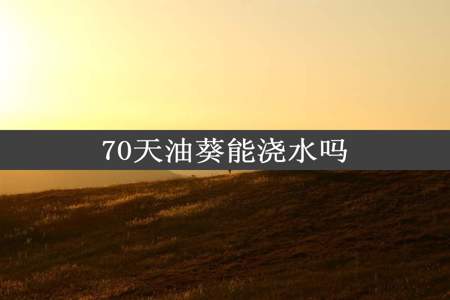 70天油葵能浇水吗