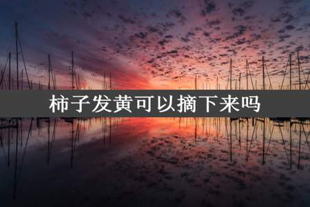 柿子发黄可以摘下来吗