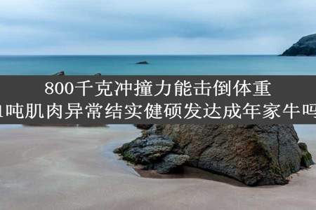 800千克冲撞力能击倒体重1吨肌肉异常结实健硕发达成年家牛吗