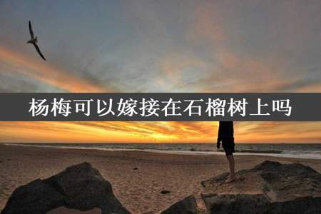 杨梅可以嫁接在石榴树上吗