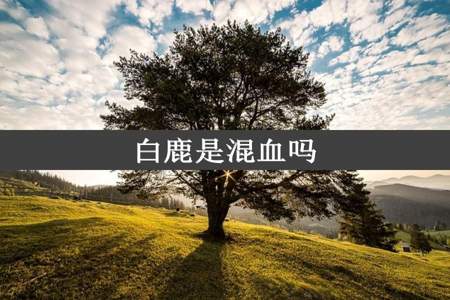 白鹿是混血吗