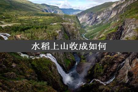 水稻上山收成如何