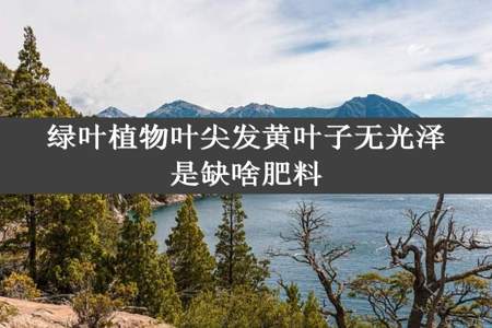 绿叶植物叶尖发黄叶子无光泽是缺啥肥料