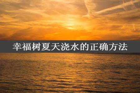 幸福树夏天浇水的正确方法