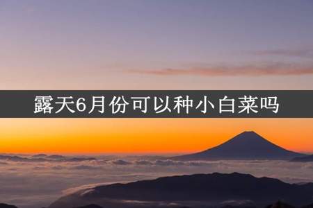 露天6月份可以种小白菜吗