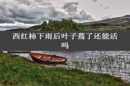 西红柿下雨后叶子蔫了还能活吗