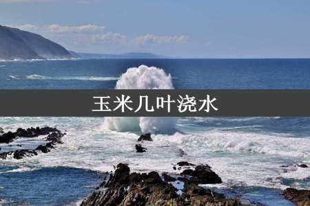 玉米几叶浇水