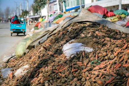 刚入冬零下5度胡萝卜会冻吗