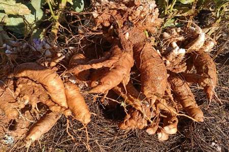 玄参种植需要浇水吗