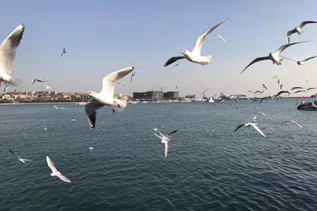 海洪湿地公园早上有海鸥吗